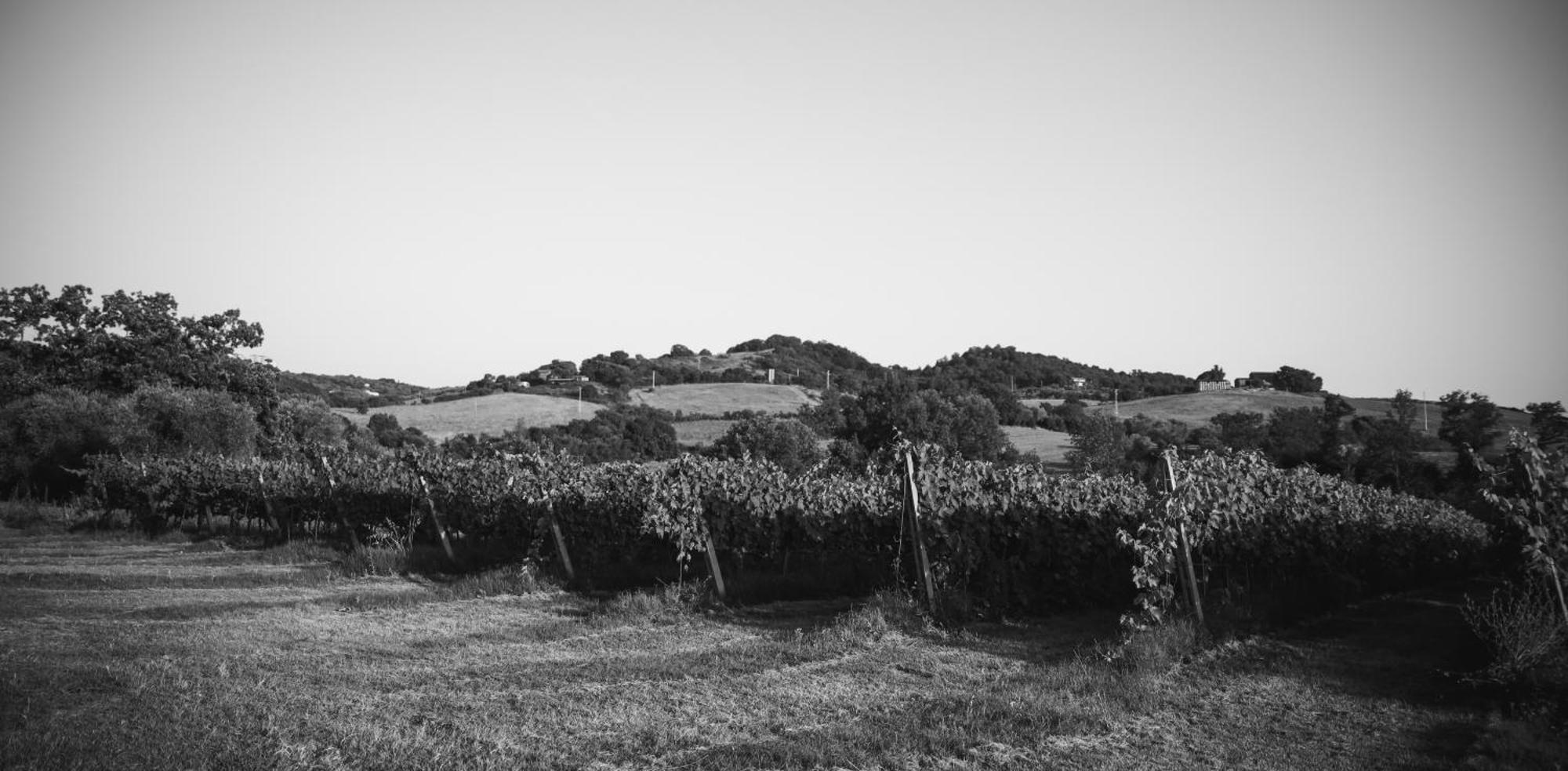 Agriturismo La Vecchia Quercia Montemerano Buitenkant foto